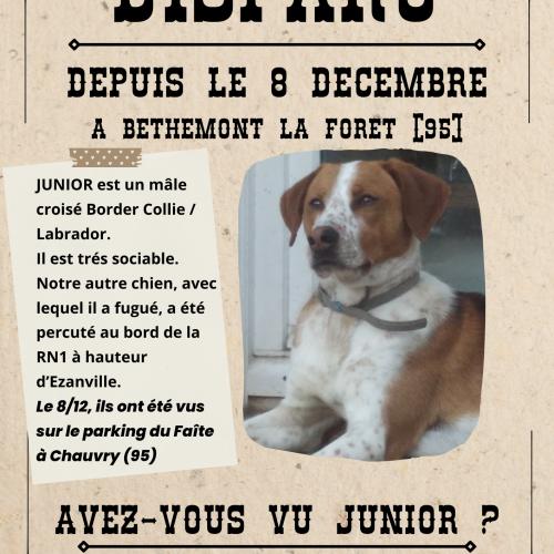 Aidez nous à retrouver JUNIOR Aidez nous à retrouver JUNIOR