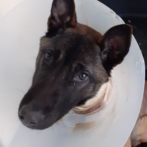 trouvé chienne malinois