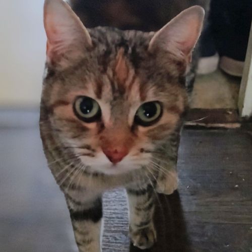 #FR2602224 - Chat trouvé à Issoire - AnimalWeb France