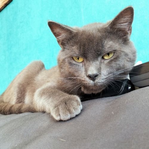 #FR2602225 - Gribouille, chat perdu à Port-Brillet - AnimalWeb France