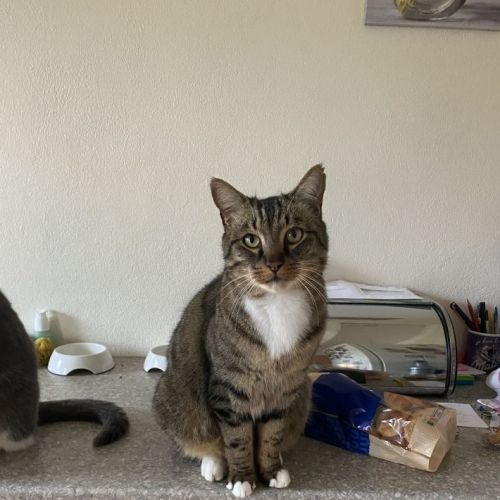 #FR2502226 - Comète, chat perdu à Lugny-Bourbonnais - AnimalWeb France #FR2502226 - Comète, chat perdu à Lugny-Bourbonnais - AnimalWeb France