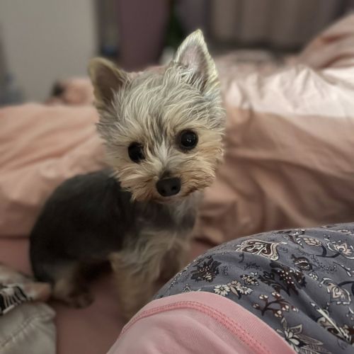 #FR2602028 - Pumba, chat perdu à Bellechaume - AnimalWeb France