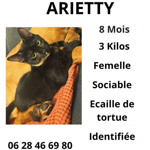 #FR2602230 - Arietty, chat perdu à Talence - AnimalWeb France