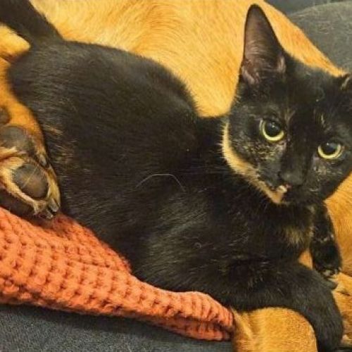 #FR2602230 - Arietty, chat perdu à Talence - AnimalWeb France