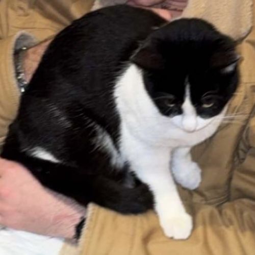 #FR2602234 - Vaya, chat perdu à Béziers - AnimalWeb France #FR2602234 - Vaya, chat perdu à Béziers - AnimalWeb France