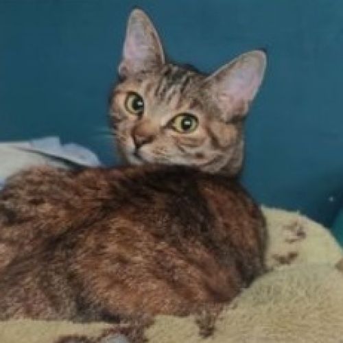 #FR2602235 - Shenzy, chat perdu à Bourges  AnimalWeb France