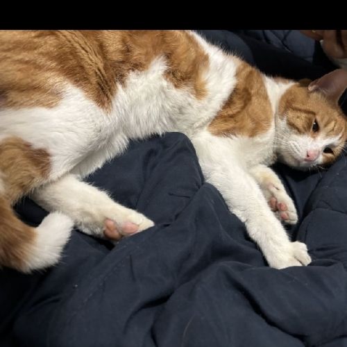 #FR2602236 - Coco, chat perdu à Bobigny - AnimalWeb France