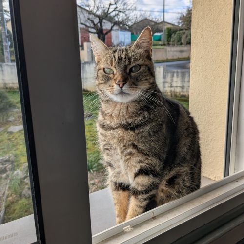 #FR2602237 - Prisca, chat perdu ) Puy-l'Évêque - AnimalWeb France