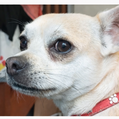 #FR2602238 - Toupy, chien perdu à Montauban - AnimalWeb France