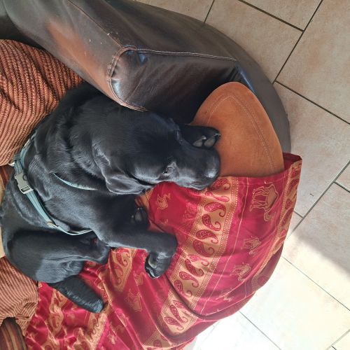 Chien perdu en forêt du côté du signal d'écouves