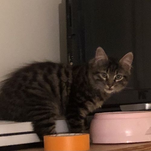 #FR2602242 - Tartuffe, chat perdu à Lorp-Sentaraille - AnimalWeb Franc #FR2602242 - Tartuffe, chat perdu à Lorp-Sentaraille - AnimalWeb Franc