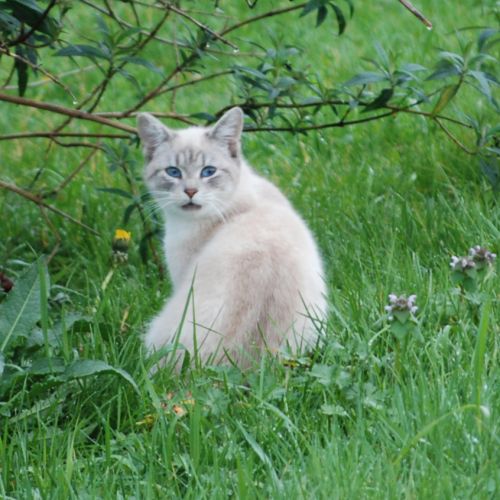 #FR2602243 - Chat trouvé à Boisredon - AnimalWeb France