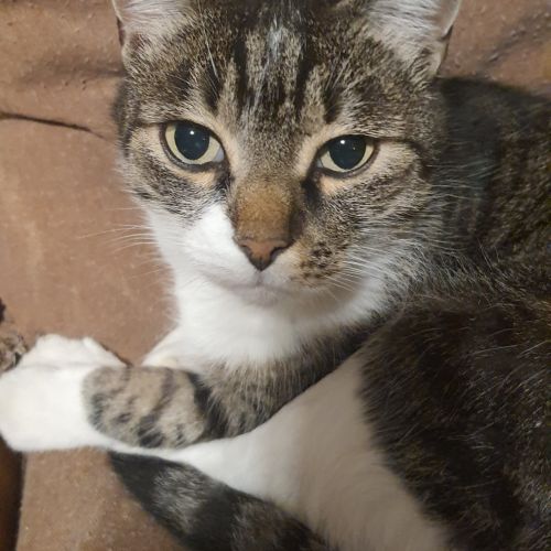 #FR2602244 - Mistigri, chat perdu à Toulouse - AnimalWeb France