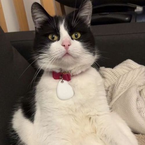 #FR2602245 - Peppa, chat perdu à Équeurdreville-Hainneville - AnimalWe #FR2602245 - Peppa, chat perdu à Équeurdreville-Hainneville - AnimalWe