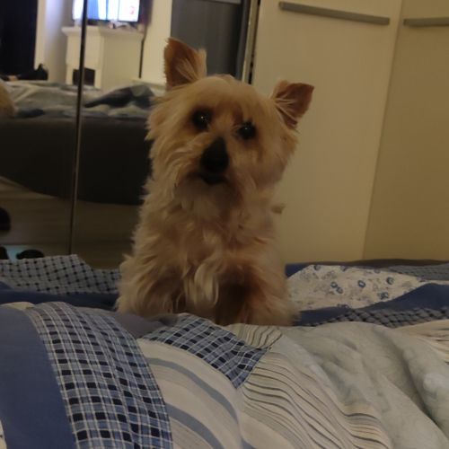 #FR2602246 - Chloé-, chien perdu à Egry - AnimalWeb France