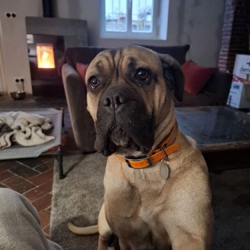 #FR2602247 - Unka, chien perdu à Bouvresse - AnimalWeb France