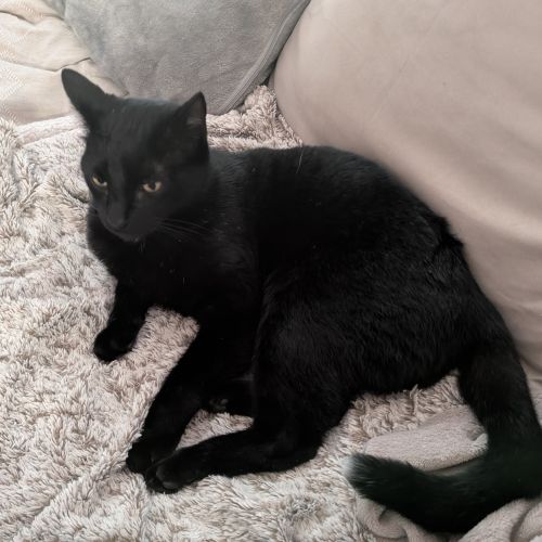 #FR2602248 - Willow, chat perdu à Nantes - AnimalWeb France #FR2602248 - Willow, chat perdu à Nantes - AnimalWeb France