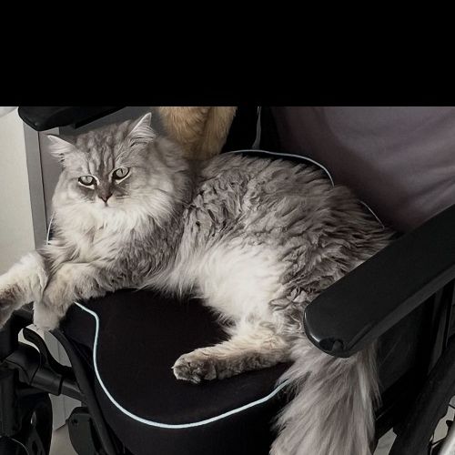 #FR2602250 - Simba, chat perdu à Nice - AnimalWeb France #FR2602250 - Simba, chat perdu à Nice - AnimalWeb France