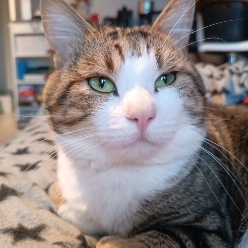 #FR2602252 - Whopper, chat perdu à Chaumont - AnimalWeb France #FR2602252 - Whopper, chat perdu à Chaumont - AnimalWeb France