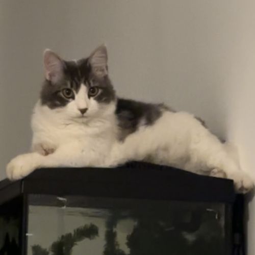 CHAT PERDU CHAT PERDU