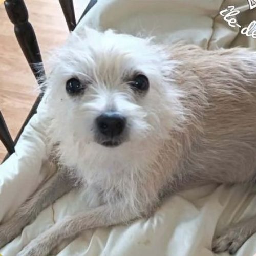 #FR2602254 - Salma, chien perdu à Argenteuil - AnimalWeb France #FR2602254 - Salma, chien perdu à Argenteuil - AnimalWeb France