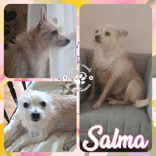 Svp Aide moi le retrouver ,très craintive, adopté de Roumanie Svp Aide moi le retrouver ,très craintive, adopté de Roumanie