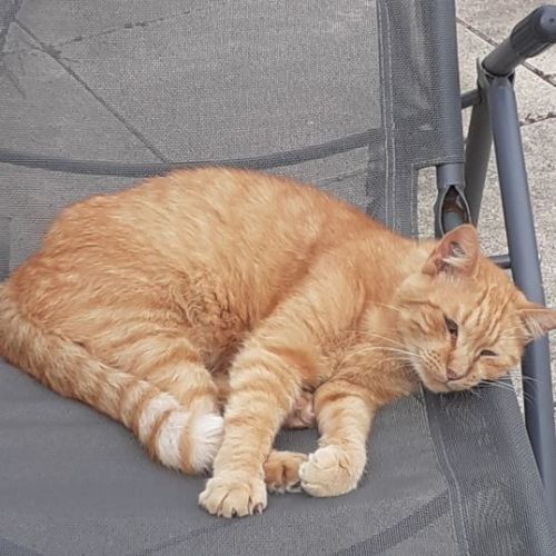 #FR2602255 - Cookie, chat perdu à Royan - AnimalWeb France