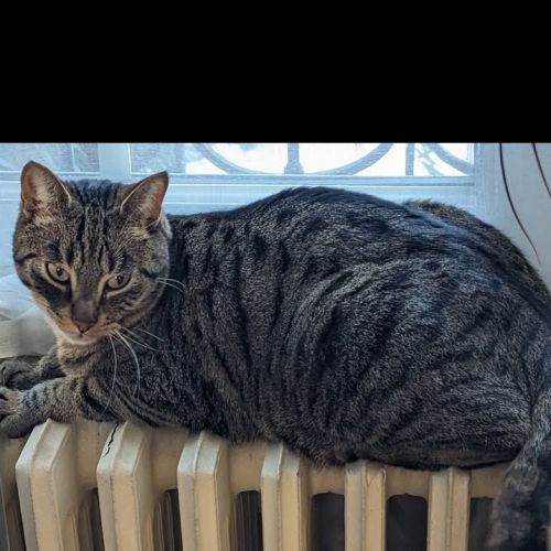 #FR2602256 - Fukuchan, chat perdu à Juvisy-sur-Orge - AnimalWeb France