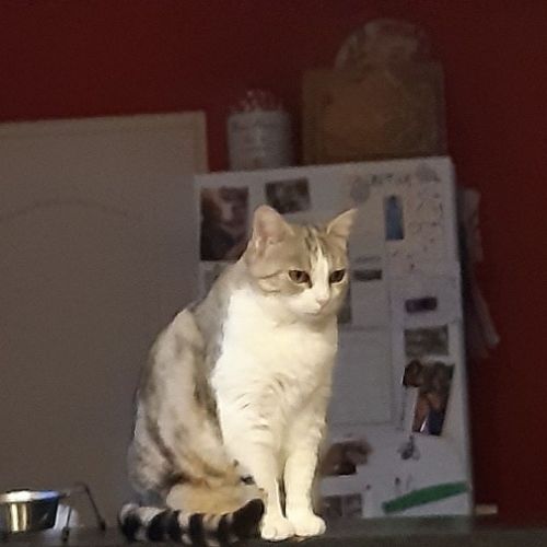 #FR2602257 - Agencourt , chat perdu à Agencourt - AnimalWeb France