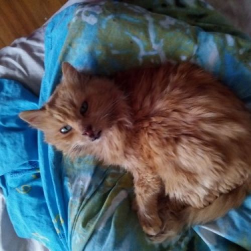 #FR2602258 - Yoda, chat perdu à Saint-Pierre-du-Mont - AnimalWeb Franc