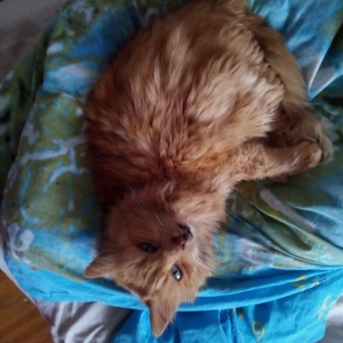 Chat perdu Saint Pierre du Mont (40)