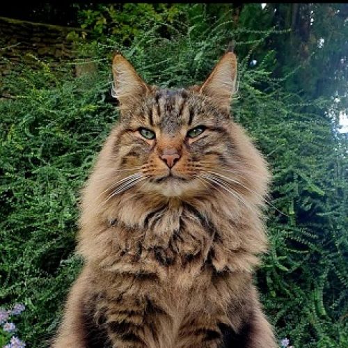 #FR2602260 - Loup, chat perdu à Retheuil - AnimalWeb France #FR2602260 - Loup, chat perdu à Retheuil - AnimalWeb France