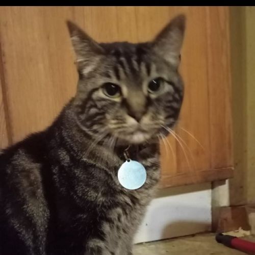 #FR2602261 - Noirou, chat perdu à Queyrieres - AnimalWeb France