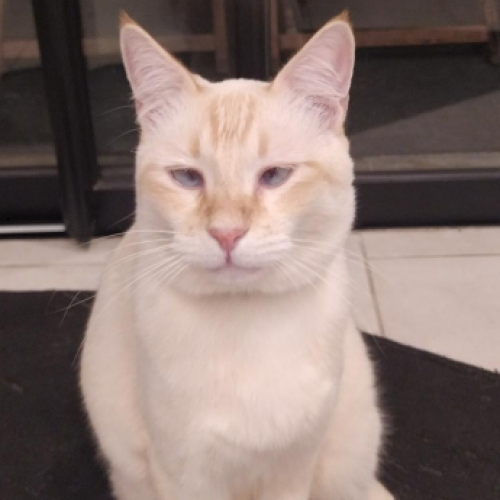 #FR2602262 - Yéti, chat perdu à Saint-Denis - AnimalWeb France