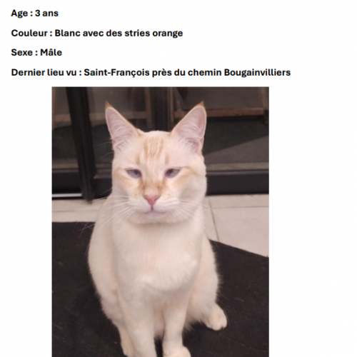 #FR2602262 - Yéti, chat perdu à Saint-Denis - AnimalWeb France