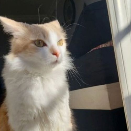 #FR2602263 - Simba, chat perdu à Montauban - AnimalWeb France