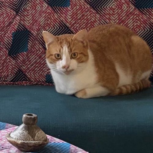 J ai perdu mon chat vers chez le vétérinaire