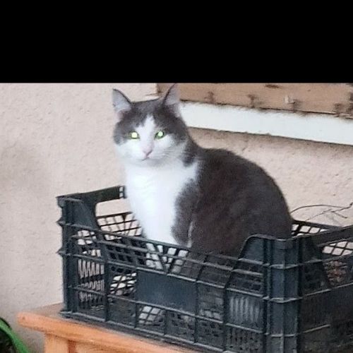 #FR2602273 - Triangle, chat perdu à Cabrieres - AnimalWeb France