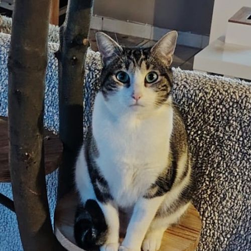 #FR2602274 - Winnie, chat perdu à Mareuil-sur-Lay - AnimalWeb France