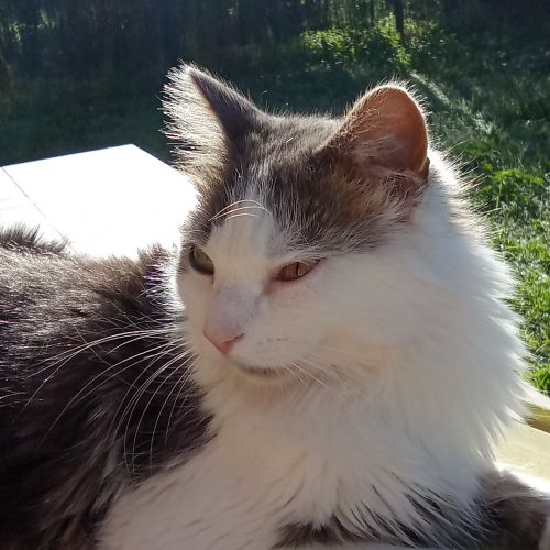 #FR2602275 - Simba, chat perdu à Montaren-et-Saint-Médiers- AnimalWeb 