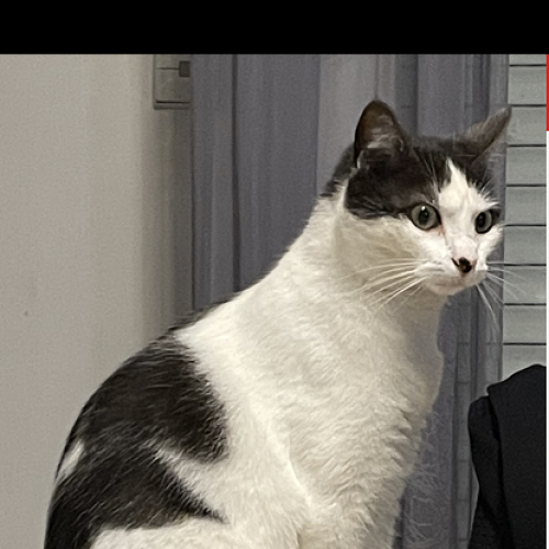 #FR2602276 - Madison, chat perdu à Chateauroux - AnimalWeb France