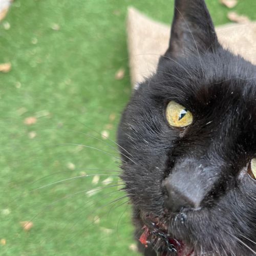 perdu Domont perdu Domont