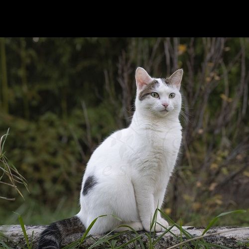 #FR2602279 - Ebi, chat perdu à Parcey - AnimalWeb France #FR2602279 - Ebi, chat perdu à Parcey - AnimalWeb France