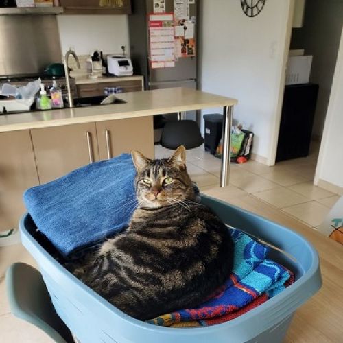 #FR2602280 - Pétunia, chat perdu - Pencran - AnimalWeb France