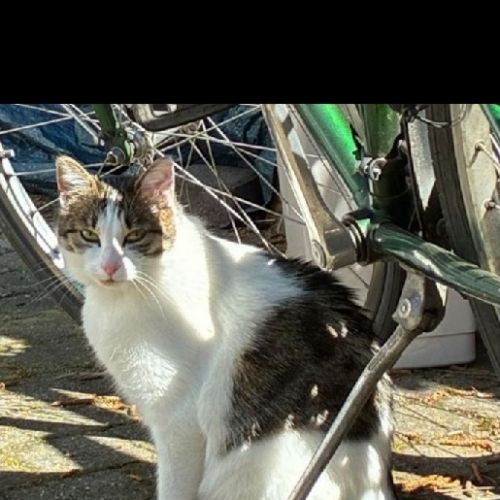 #FR2602281 - Chakra, chat perdu à Saint-Louis - AnimalWeb France #FR2602281 - Chakra, chat perdu à Saint-Louis - AnimalWeb France