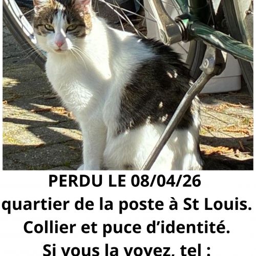 Chatte perdue à Saint-Louis le 8avril 2026