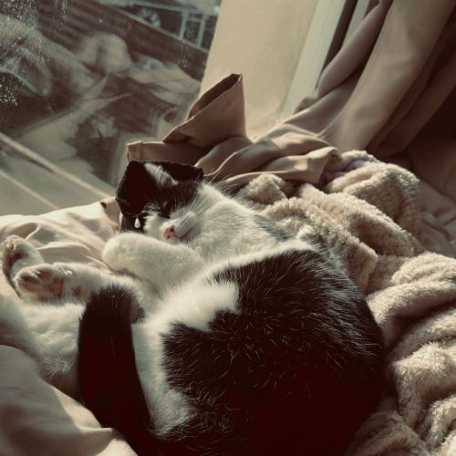 #FR2602282 - Willow, chat perdu à Clermont - AnimalWeb France #FR2602282 - Willow, chat perdu à Clermont - AnimalWeb France