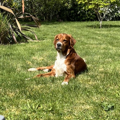 #FR2602286 - Balou, chien perdu à Terranjou - AnimalWeb France