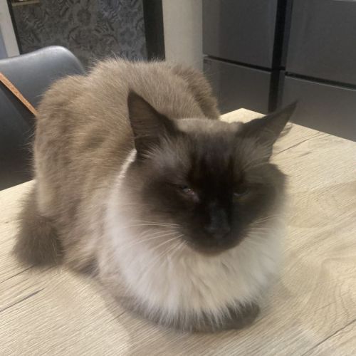 #FR2602288 - Bianca, chat perdu à Aiguefonde - AnimalWeb France