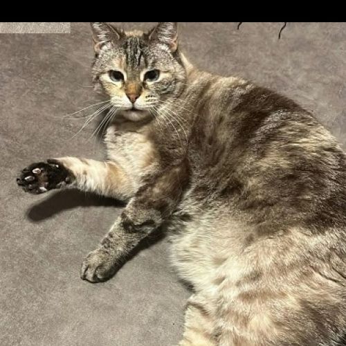 #FR2602289 - Cristal, chat perdu à Thionville - AnimalWeb France